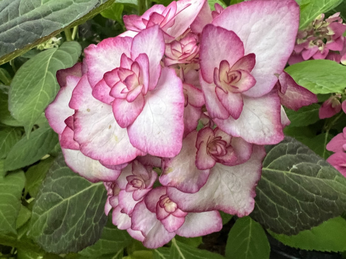 미스사오리 수국 - Hydrangea Macrophylla