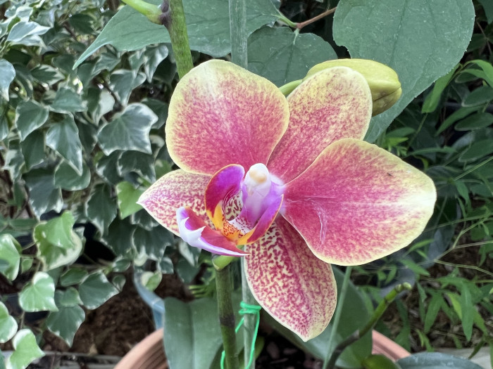 호접란 - Moth orchids