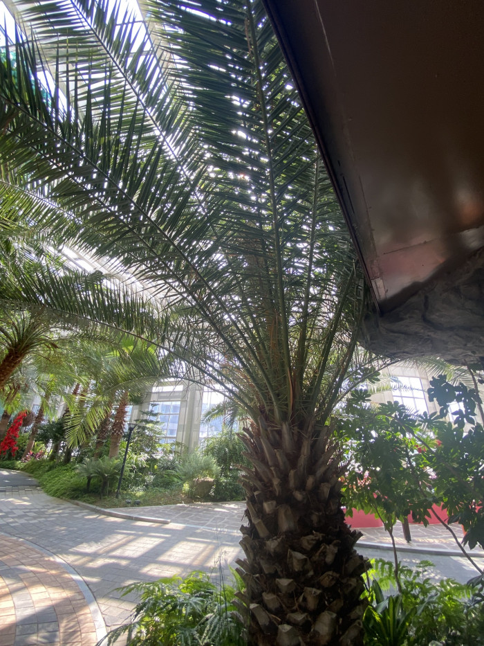 카나리아야자 - Canary Island date palm, Pineapple palm, Phoenix canariensis