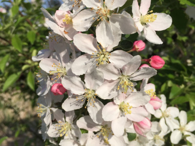 아그배나무 사진 - Malus sieboldii (Regel) Rehder Photos