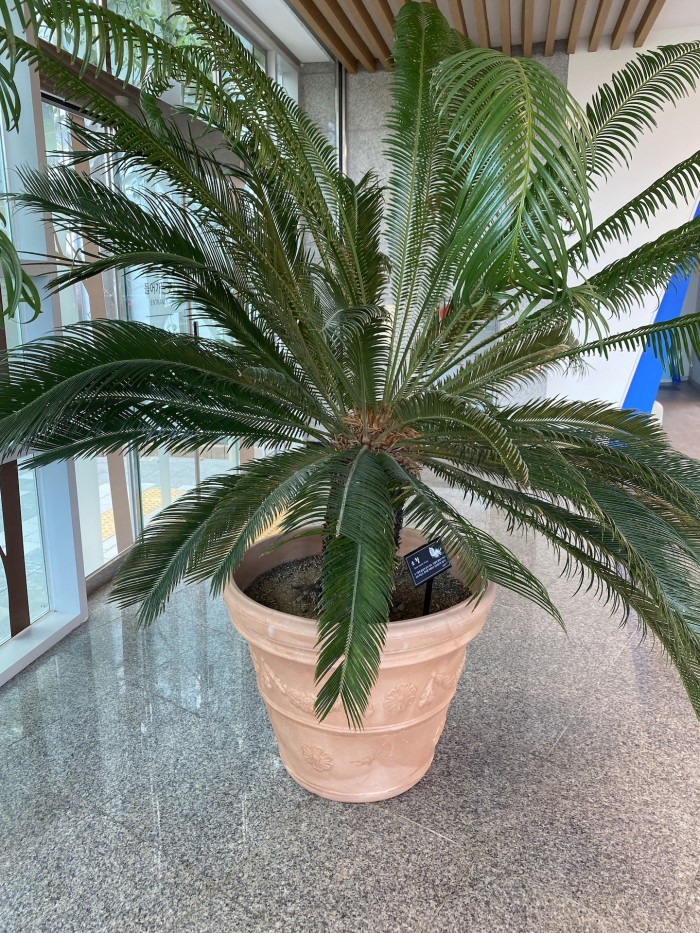 소철 - Cycas revoluta Thunb.