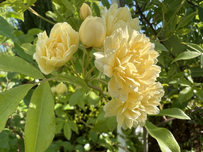 루테아장미 - Rosa banksiae Lutea