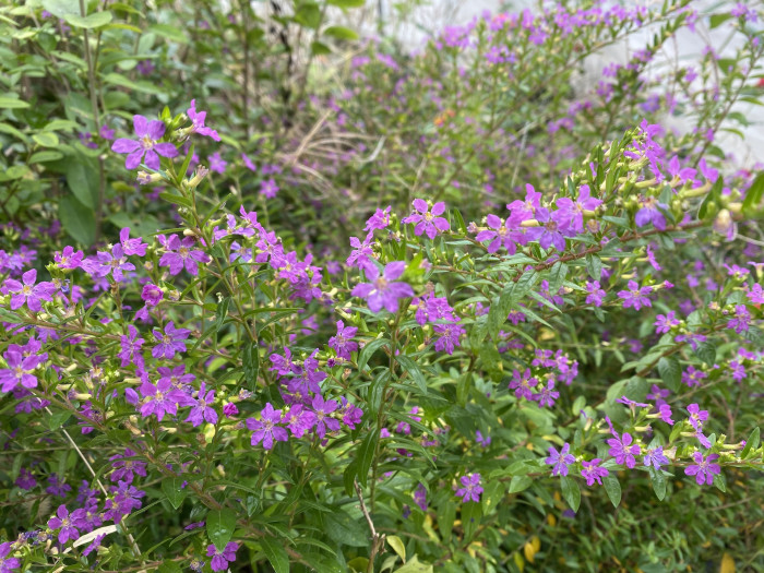쿠페아 - hookeriana, Cuphea hyssopifolia