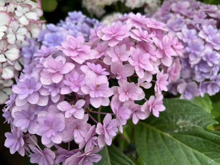 테마리 테마리 수국 - Hydrangea Macrophylla