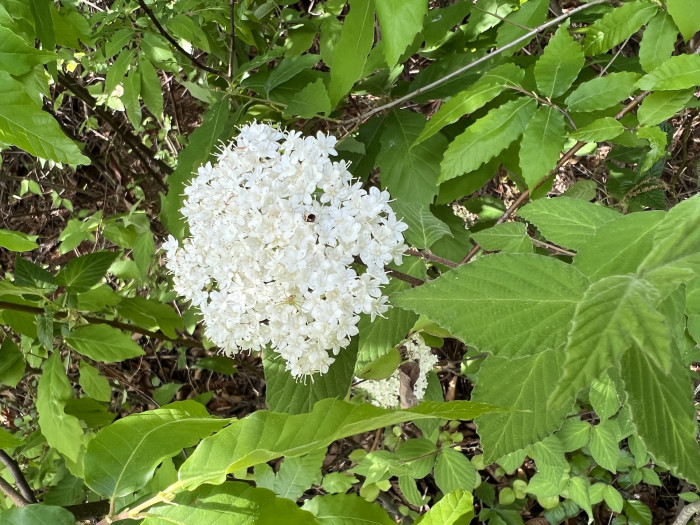 덜꿩나무 - Viburnum erosum Thunb.