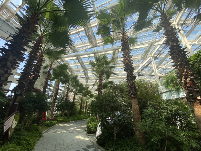 워싱턴야자 - Washington palm, California Fan Palm, Washingtonia filifera