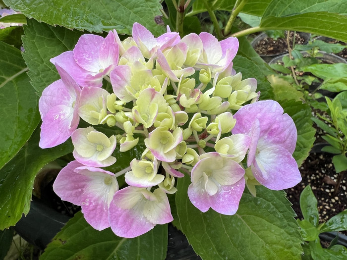 렛츠댄스 빅밴드 수국 - Hydrangea macrophylla Big Band