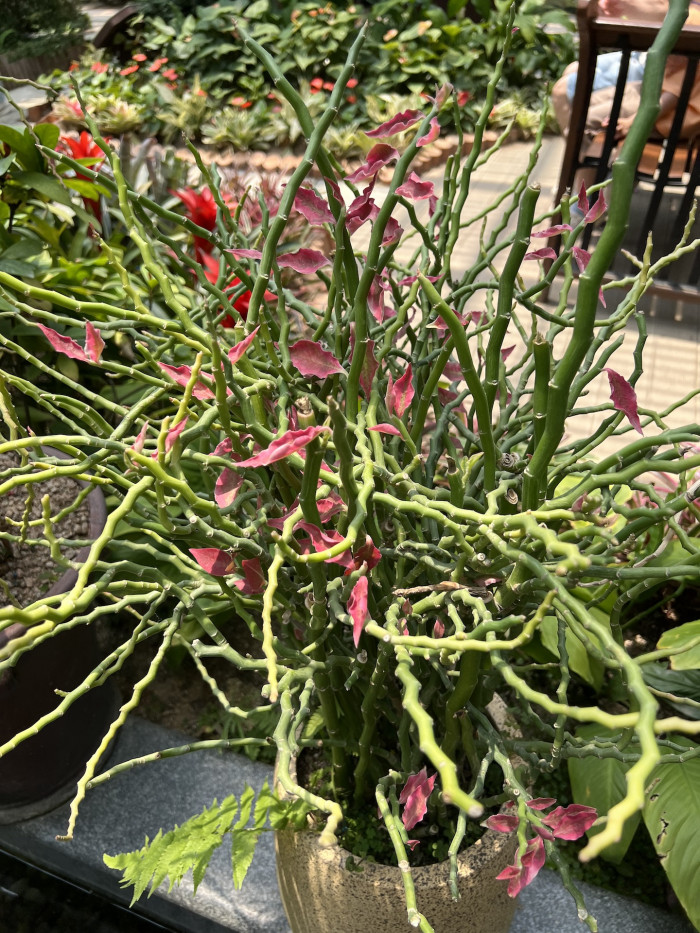 대은룡 - Euphorbia tithymaloides L.