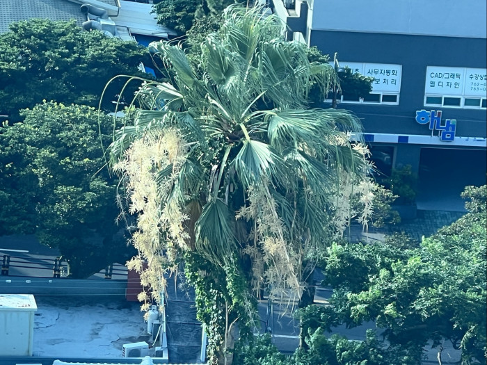 워싱턴야자 - Washington palm, California Fan Palm, Washingtonia filifera