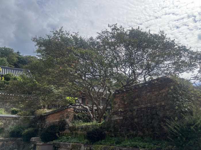 배롱나무 - Crape myrtle
