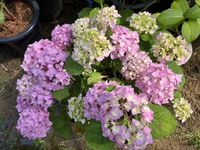 수국 렛츠댄스 스카이뷰 - Hydrangea Macrophylla