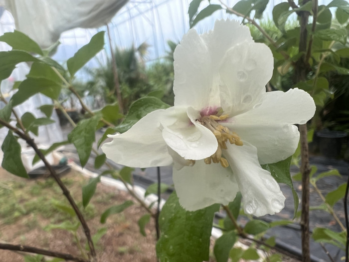 고광나무 - Korean mock orange, Philadelphus schrenkii Rupr. var. schrenkii