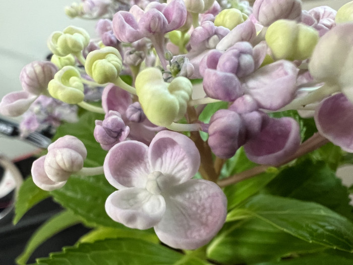 수국 - Hydrangea, Hydrangea macrophylla (Thunb.) Ser. for. otaksa (Siebold & Zucc.) E. H. Wilson