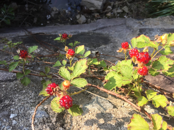 장딸기 - Rubus hirsutus Thunb.