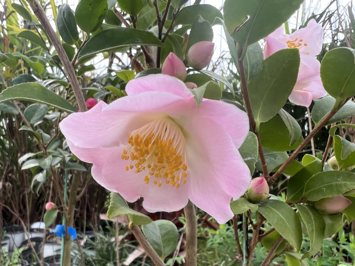 동백나무 - Camellia Japonica