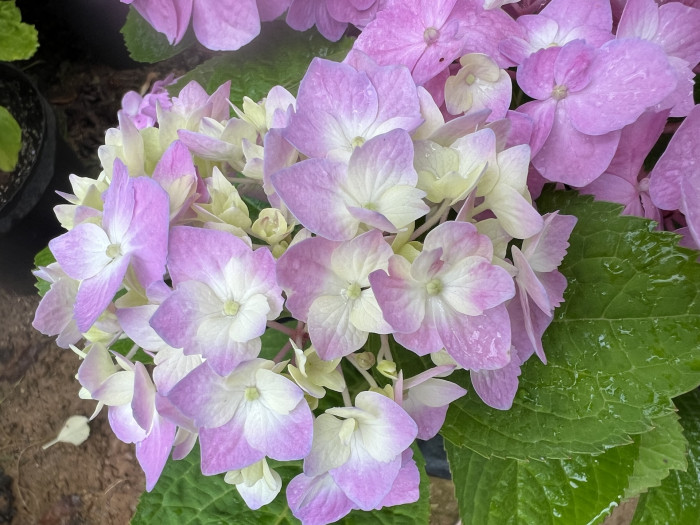렛츠댄스 빅밴드 수국 - Hydrangea macrophylla Big Band