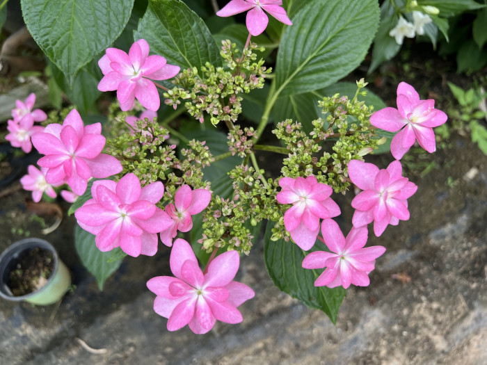수국 댄스파티 - Hydrangea macrophylla 