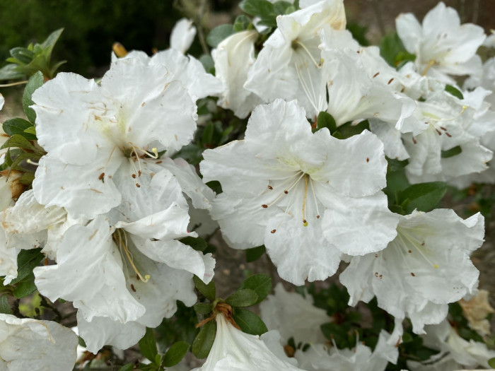 철쭉 - Deciduous Azalea, Rhododendron schlippenbachii Maxim.