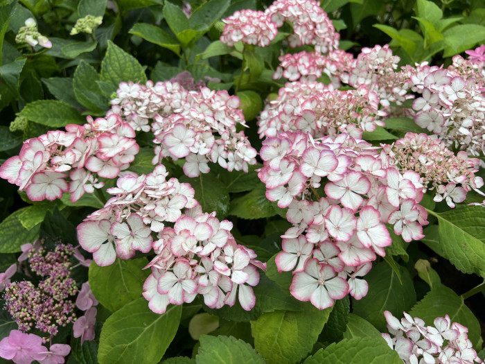 뉴미치코 수국 - Hydrangea Macrophylla