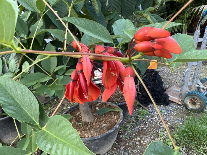 브라질 산호나무 - cockspur coral tree, Erythrina crista-galli L.