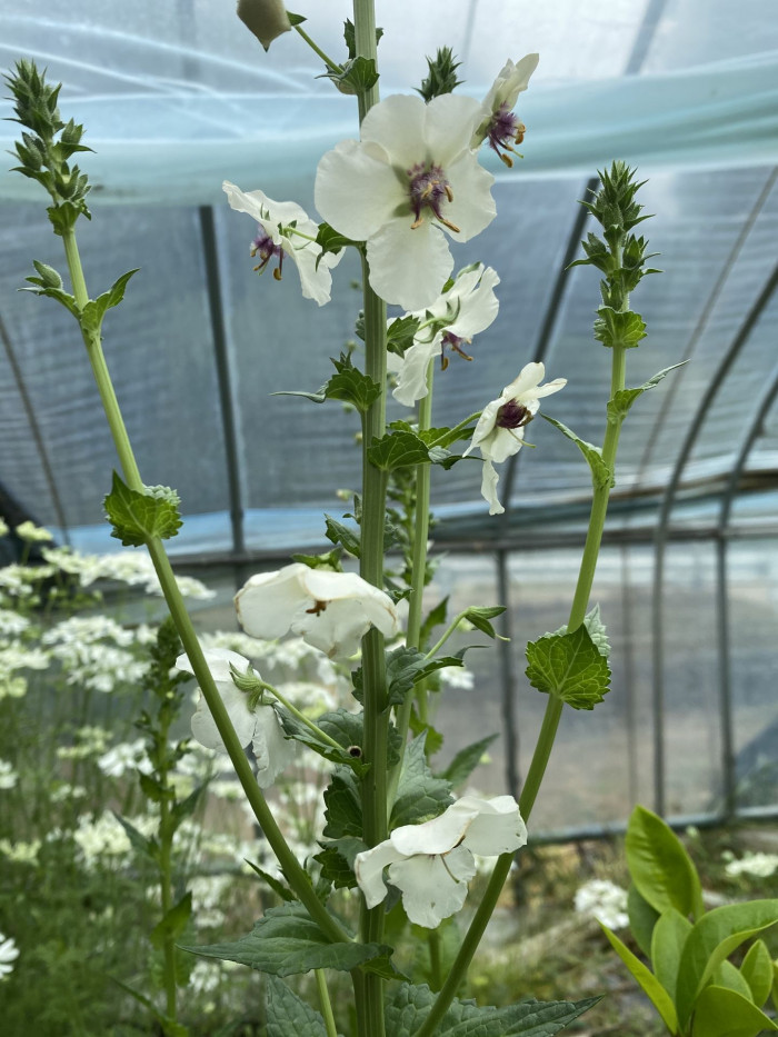 우단담배풀 - Verbascum thapsus L.