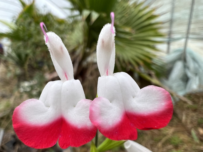 핫립세이지 - HotLipsSage, Salvia Microphylla