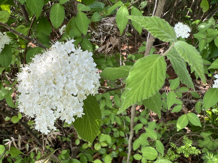 덜꿩나무 - Viburnum erosum Thunb.