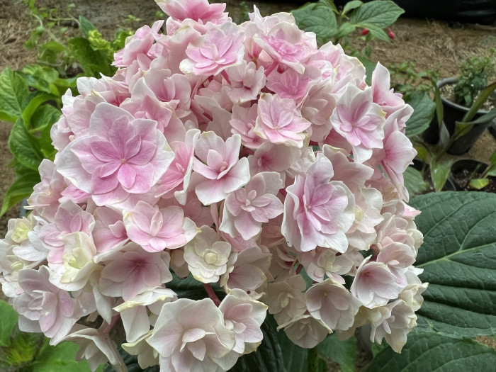 수국 프린세스샬롯 - Hydrangea Macrophylla Princess Charlotte
