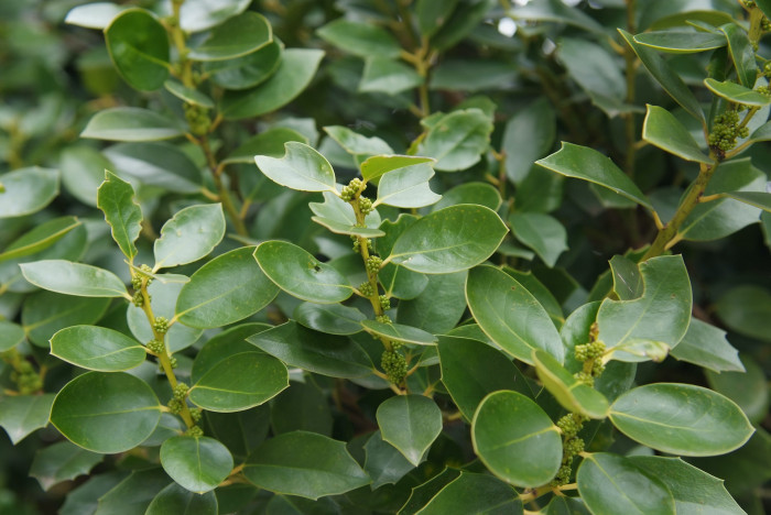완도호랑가시나무 - Ilex wandoensis C. F. Miller