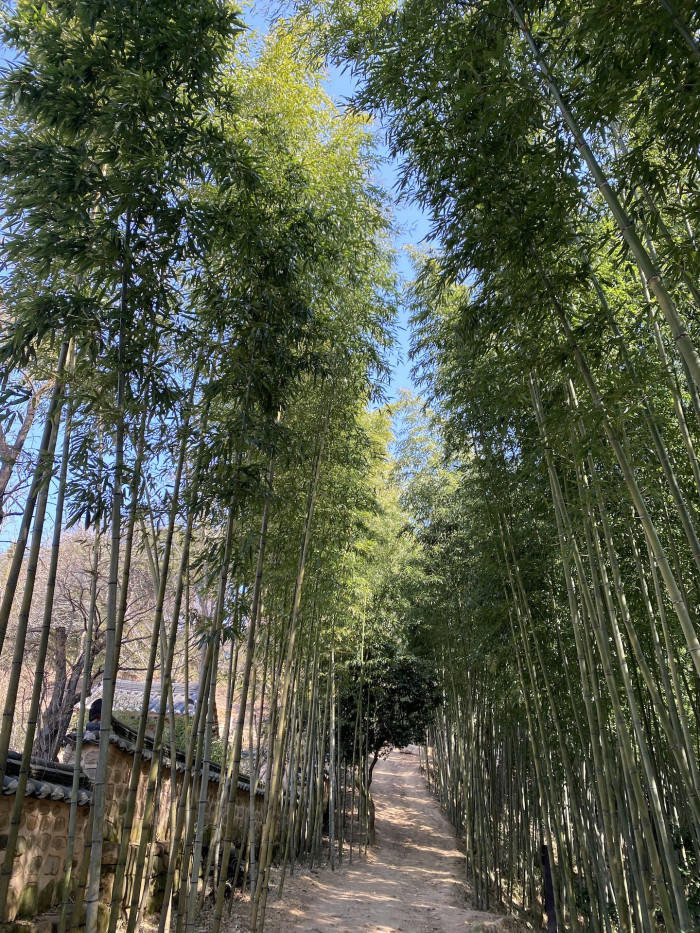 대나무 - Bamboo, Bambuseae