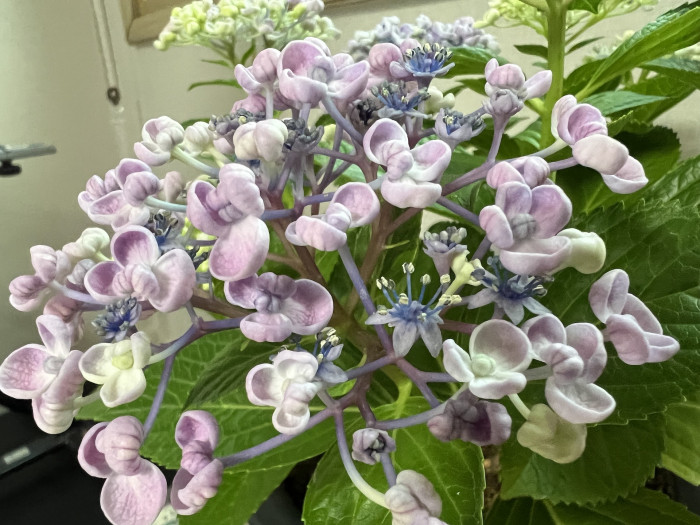 수국 - Hydrangea, Hydrangea macrophylla (Thunb.) Ser. for. otaksa (Siebold & Zucc.) E. H. Wilson