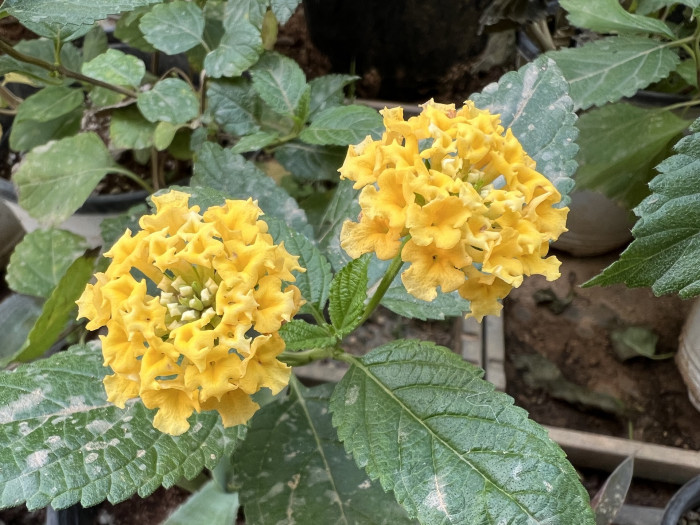 란타나 - Spanish Flag, West Indian Lantana