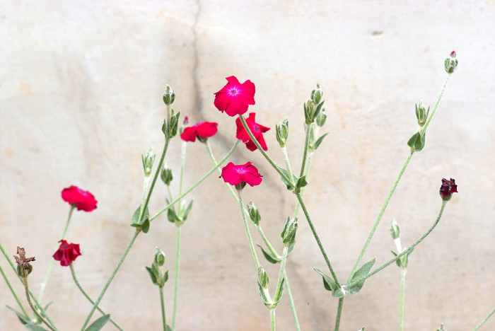 우단동자 - rose campion, dusty miller, mullein-pink, bloody William, lamp-flower, Silene coronaria