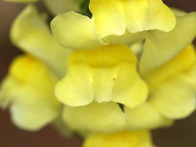 금어초 사진 - Antirrhinum majus Photos