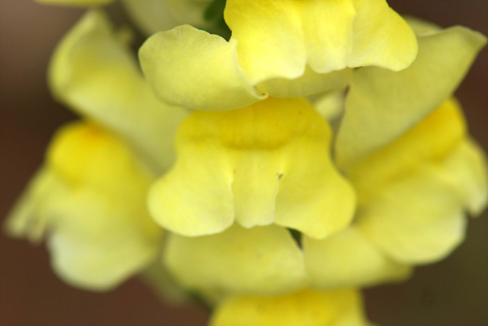 금어초 - snapdragon, Antirrhinum majus