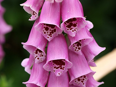 디기탈리스 사진 - Digitalis purpurea L. Photos