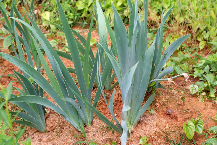 독일붓꽃 - German iris, Iris germanica L.