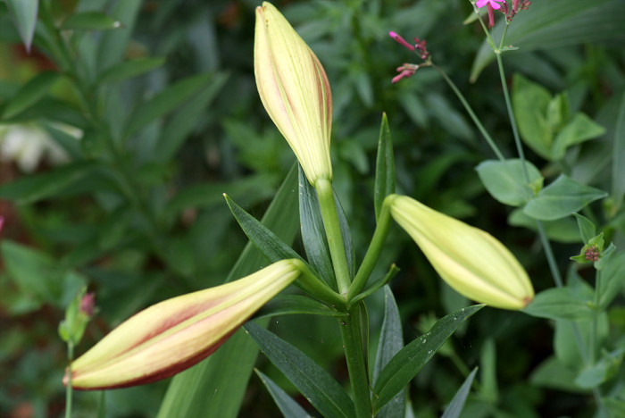 백합 - Lily, Lilium longiflorum Thunb.