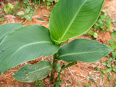 칸나 사진 - Canna spp Photos
