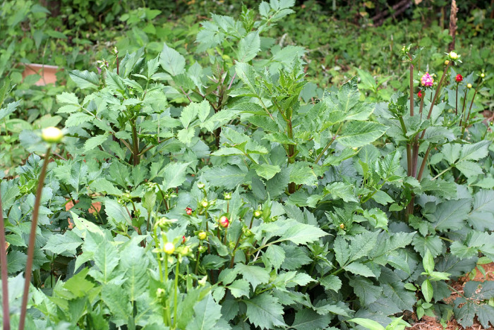 다알리아 - YELLOw BAIRD, Dahlia pinnata Cav.