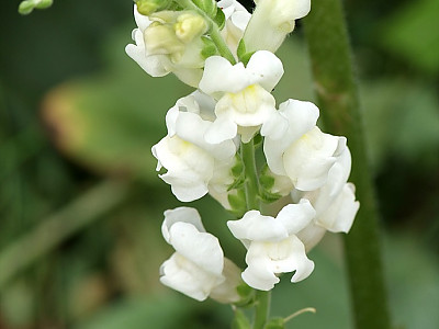 금어초 사진 - Antirrhinum majus Photos