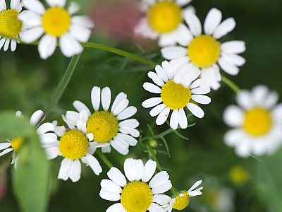 케모마일 사진 - Matricaria chamomilla Photos