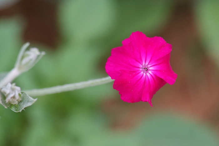 우단동자 - rose campion, dusty miller, mullein-pink, bloody William, lamp-flower, Silene coronaria