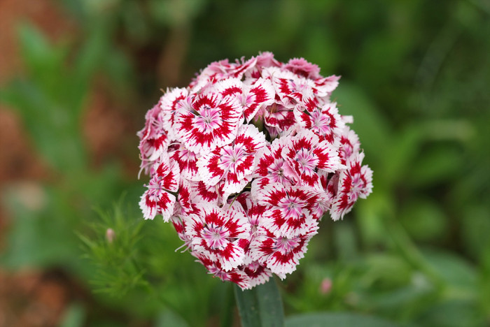패랭이꽃 - Dianthus chinensis L. var. chinensis, Dianthus chinensis L. var. chinensis