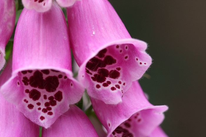 디기탈리스 - Digitalis, Digitalis purpurea L.