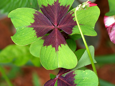 사랑초 사진 - Oxalis triangularis Photos