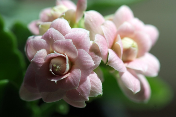 카랑코에 - Kalanchoe, Kalanchoe blossfeldiana