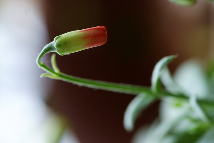 파필라리스 - Cotyledon papilaris