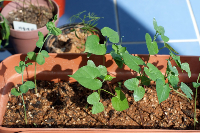 나팔꽃 - morning glory, Pharbitis nil (L.) Choisy