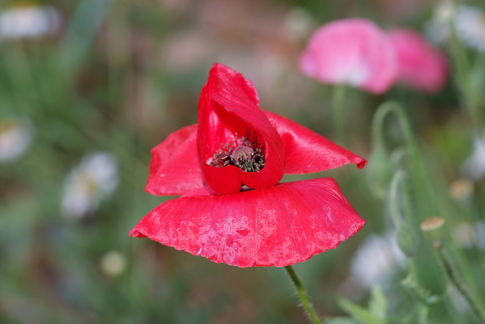 개양귀비 - Field Poppy, Papaver rhoeas L.